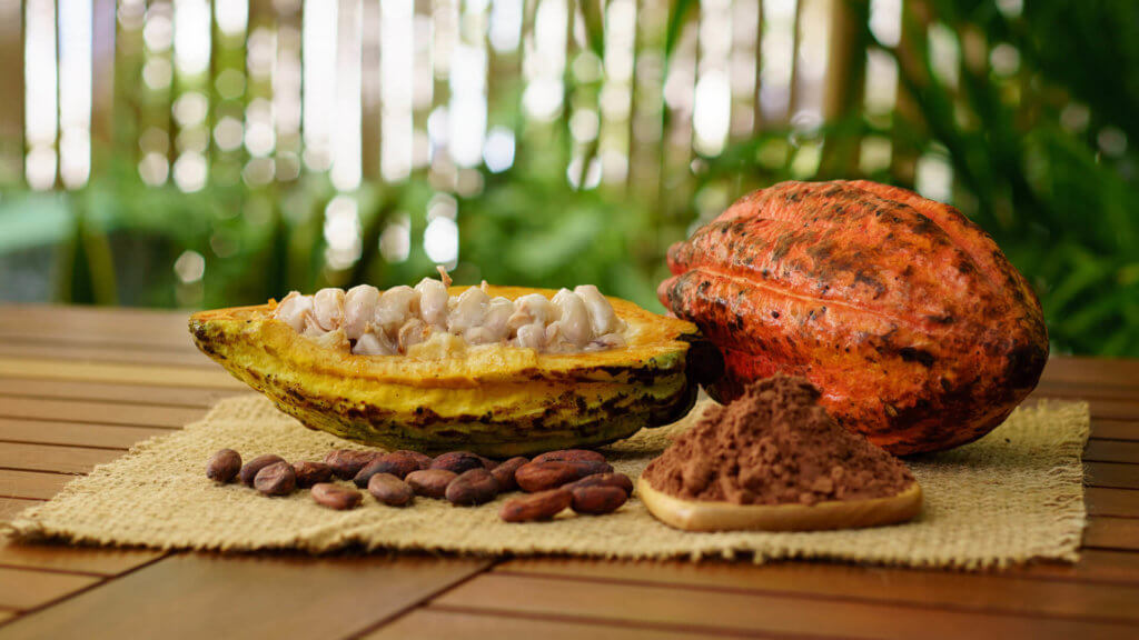 Superfoods – Malvengewächse Kakao Pflanze