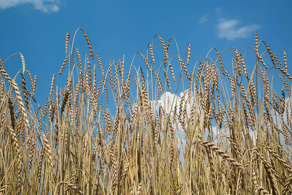 Getreide Urkorn Weizen