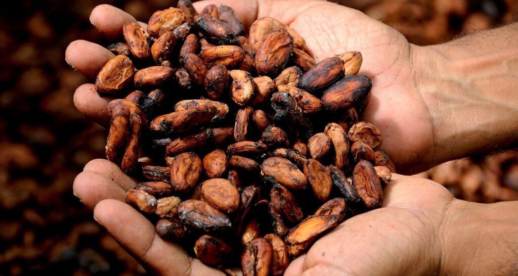Die rohen Kakaobohnen