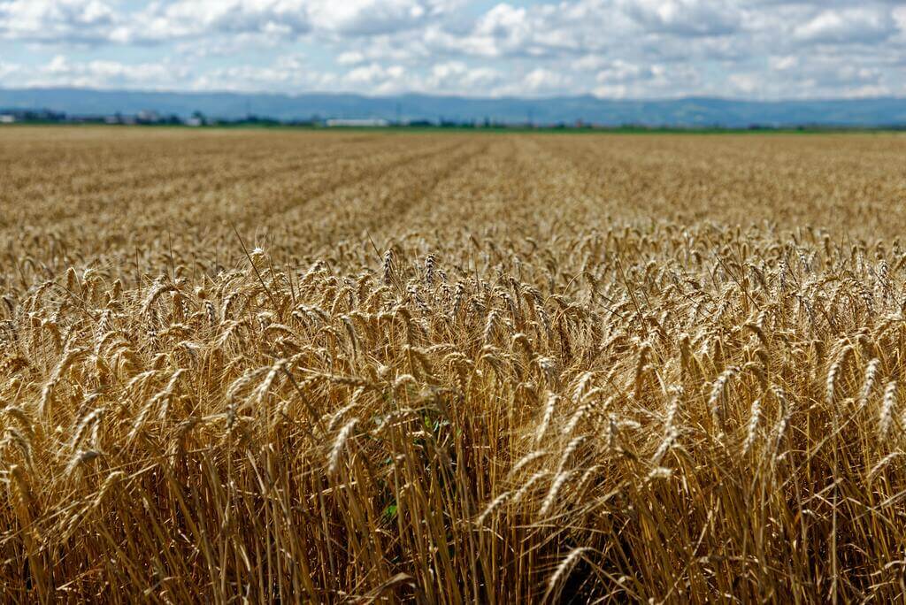 Ein herkömmliches Feld mit kultiviertem Weizen