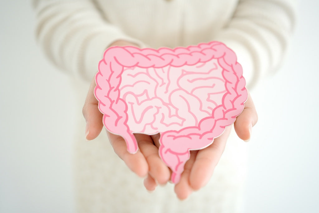 Ursachen für Leaky Gut – Warum wird der Darm durchlässig?